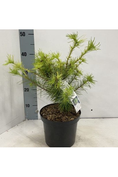 Саджанець Модрина японська Меджик Голд 